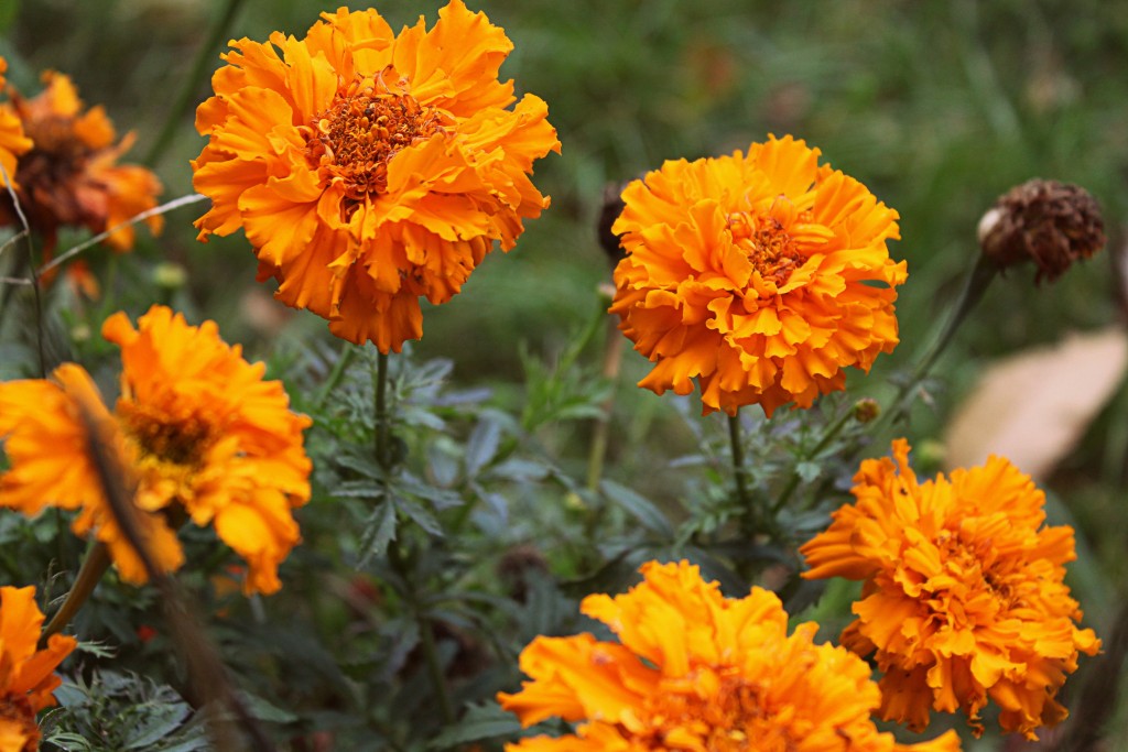 orange marigolds