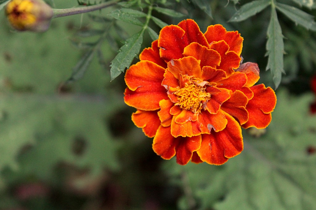 red marigold